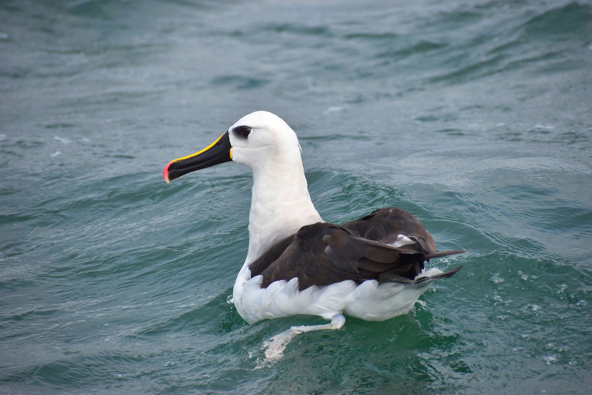 Atlantic Yellow-nosed Albatross - ML620516958