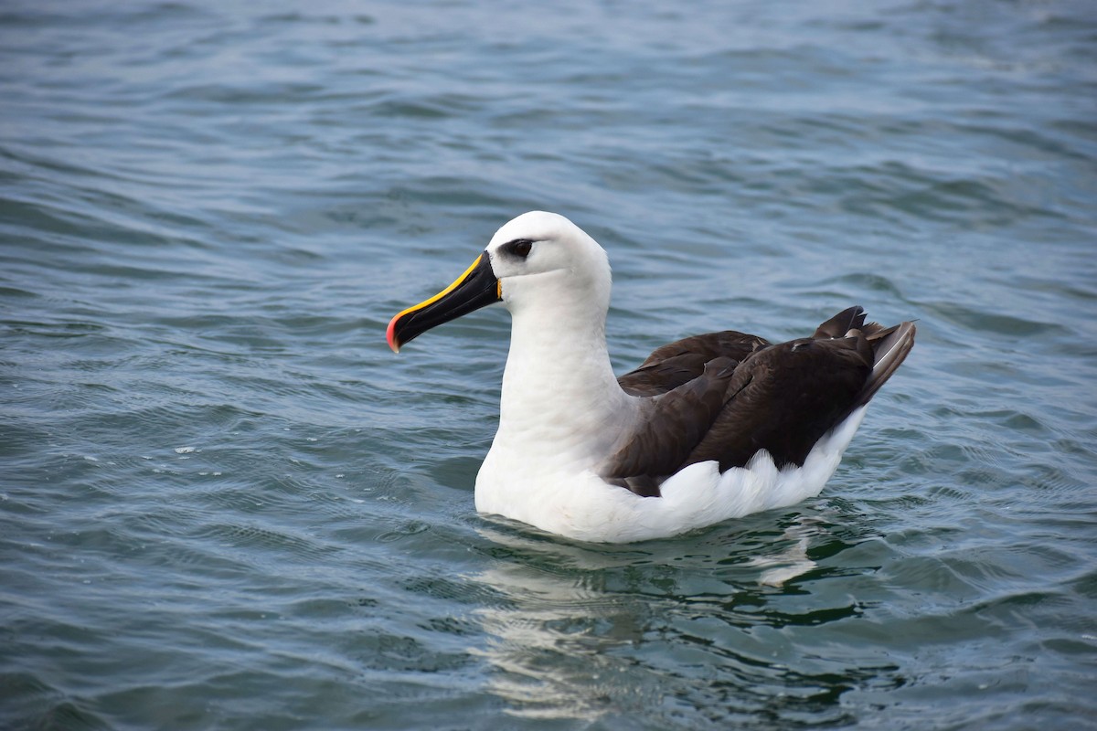 Albatros Picofino Atlántico - ML620516959