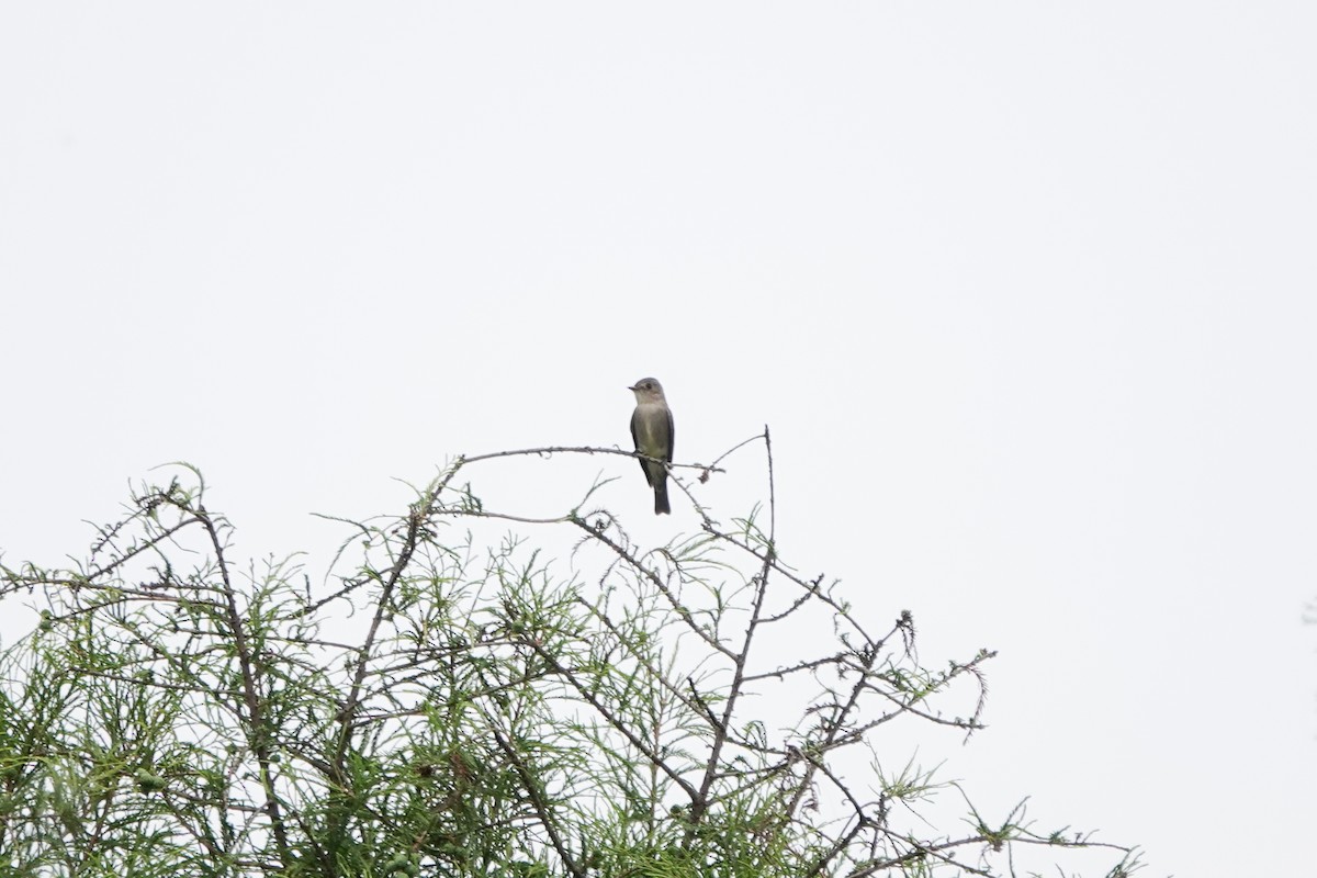 Western Wood-Pewee - ML620516962