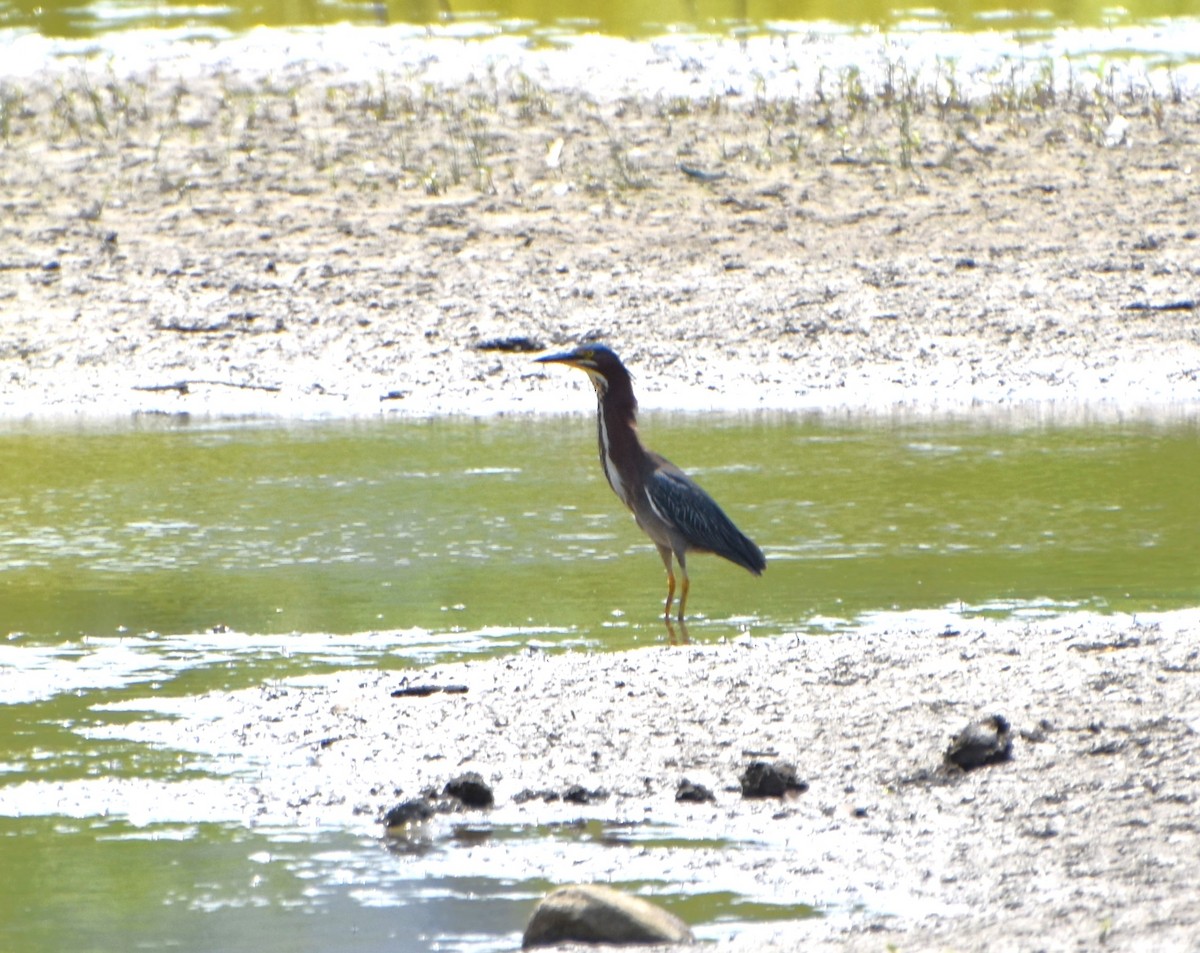 Green Heron - ML620516964