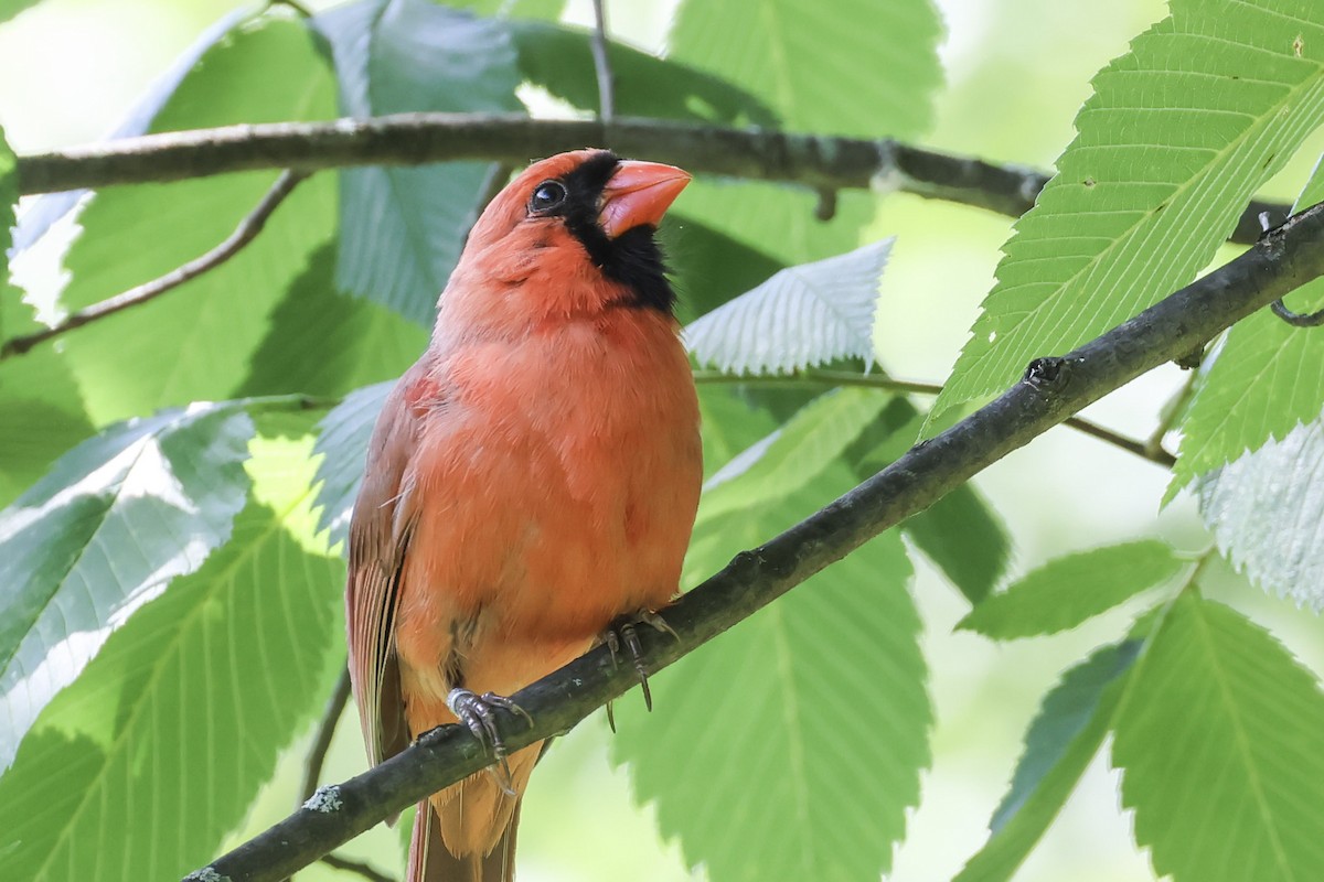 Cardinal rouge - ML620516965