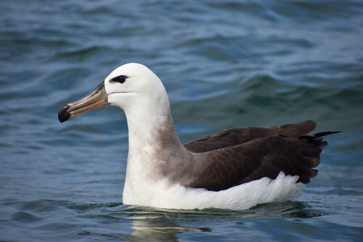 Black-browed Albatross - ML620516967