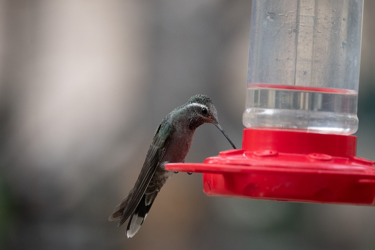 Colibri à gorge bleue - ML620516970