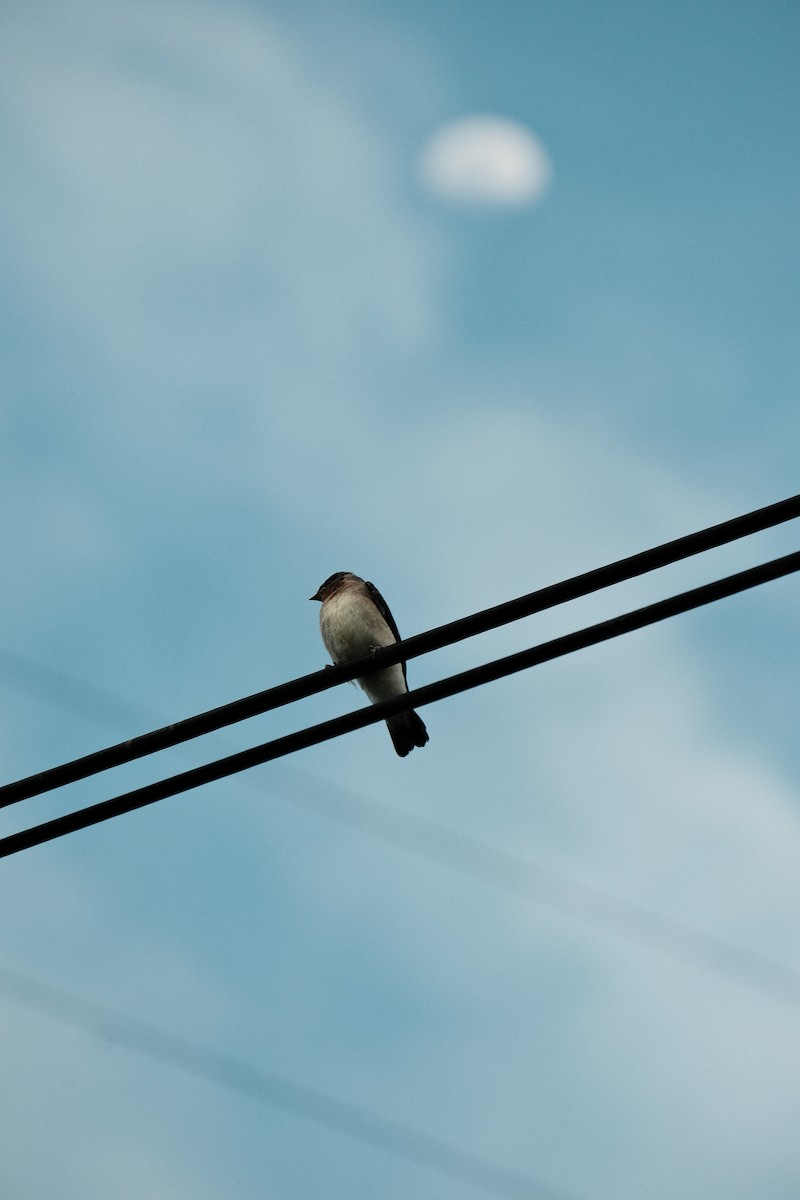 Southern Rough-winged Swallow - ML620516971
