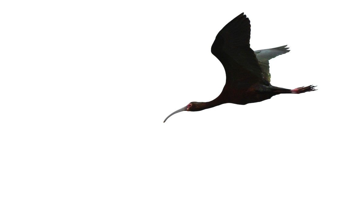 ibis americký - ML620516972
