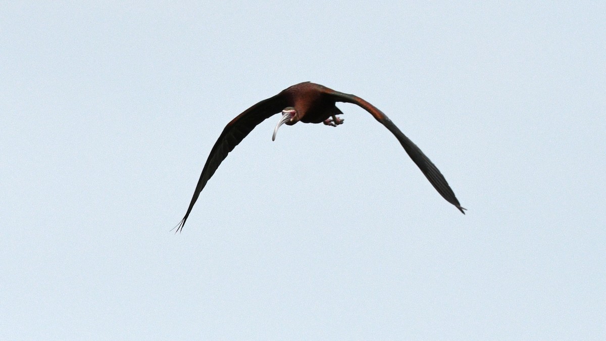 ibis americký - ML620516973