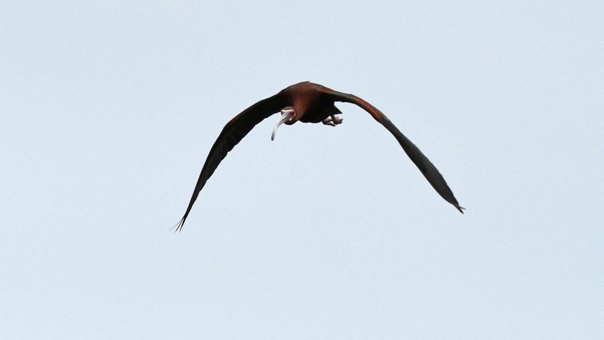 White-faced Ibis - ML620516973