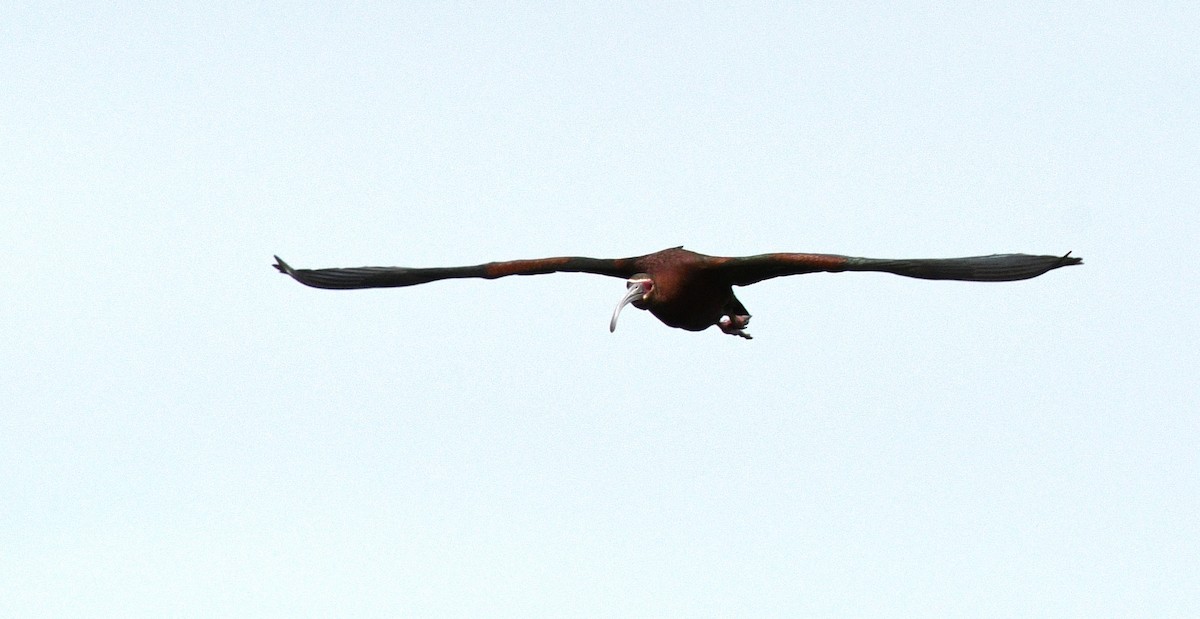 White-faced Ibis - Liz Harper