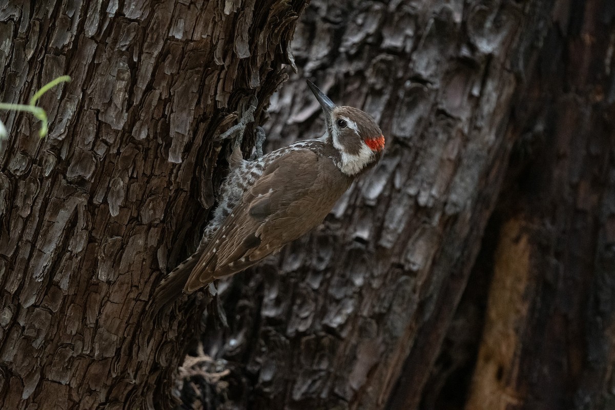Arizona Woodpecker - ML620516977