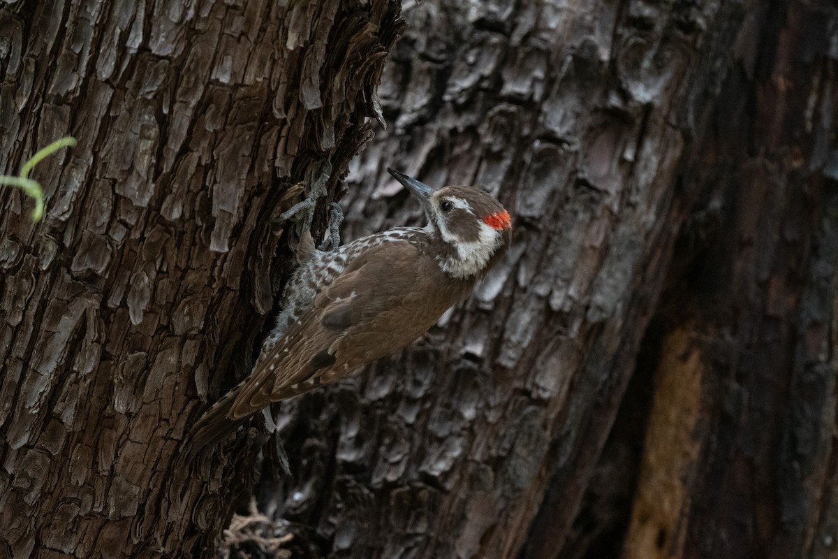 Arizona Woodpecker - ML620516978