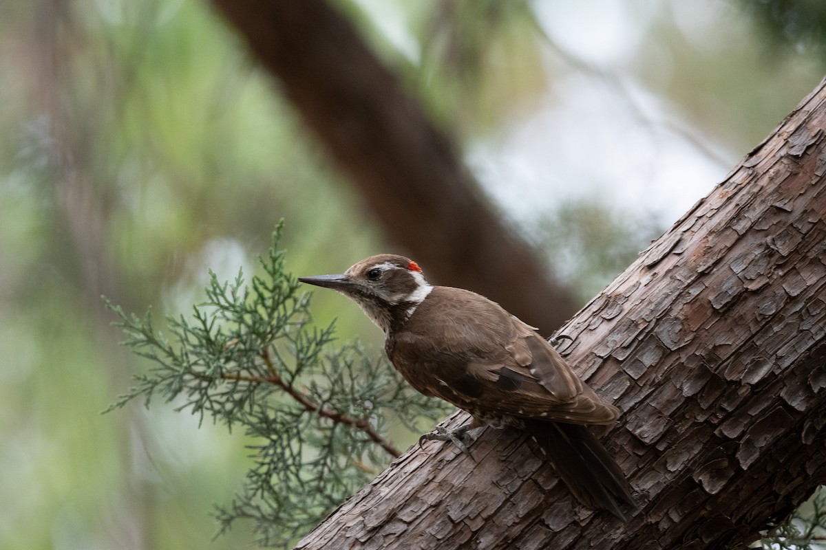 Arizona Woodpecker - ML620516979