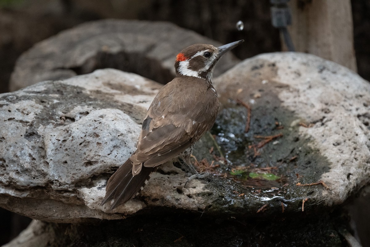 Arizona Woodpecker - ML620516980