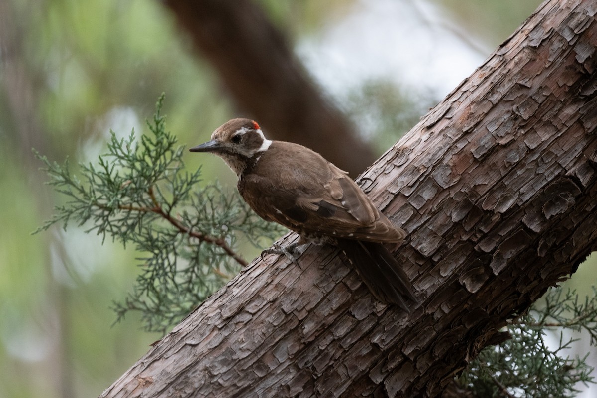 Arizona Woodpecker - ML620516981