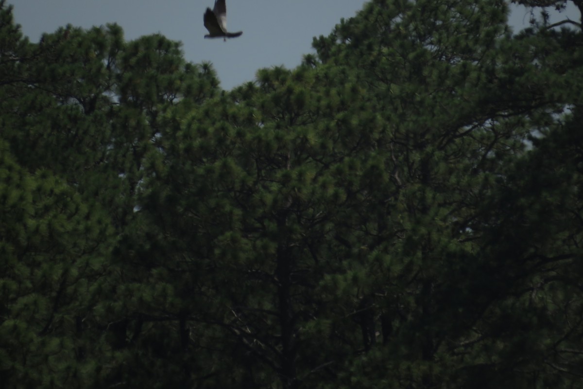 Mississippi Kite - Terrell Tucker