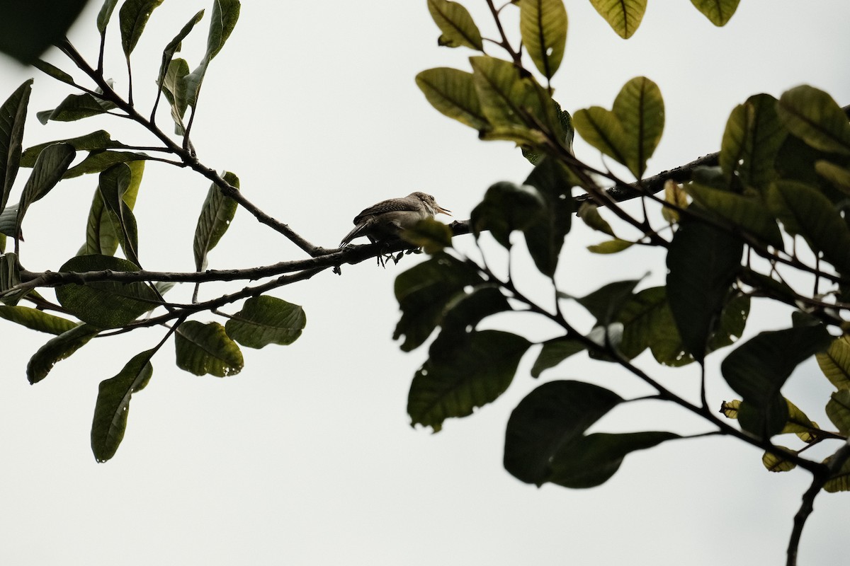 House Wren - ML620516986