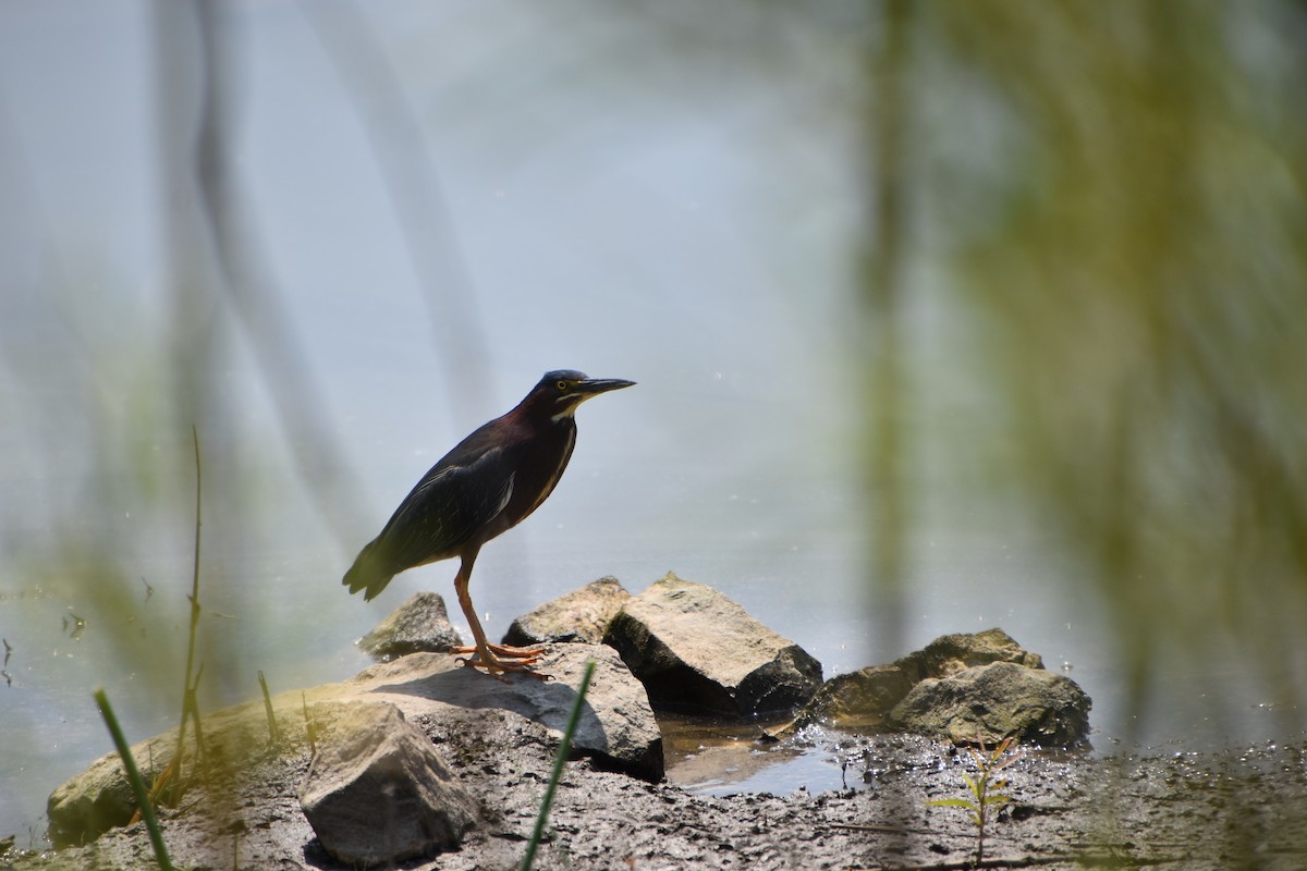 Green Heron - ML620516987