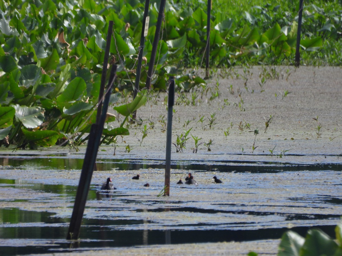 Gallinule d'Amérique - ML620516990