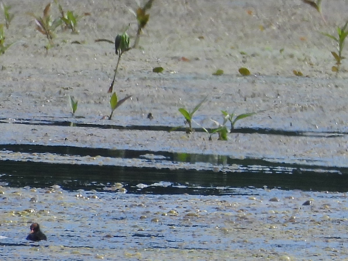 Common Gallinule - ML620516992