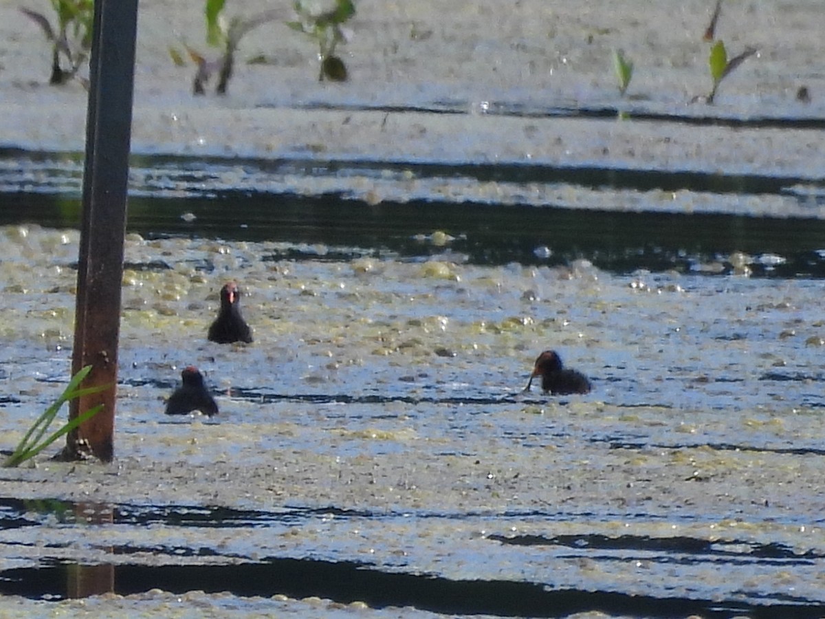 Common Gallinule - ML620516994