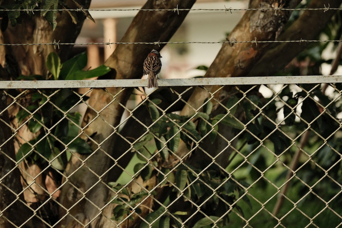 Rufous-collared Sparrow - ML620516995