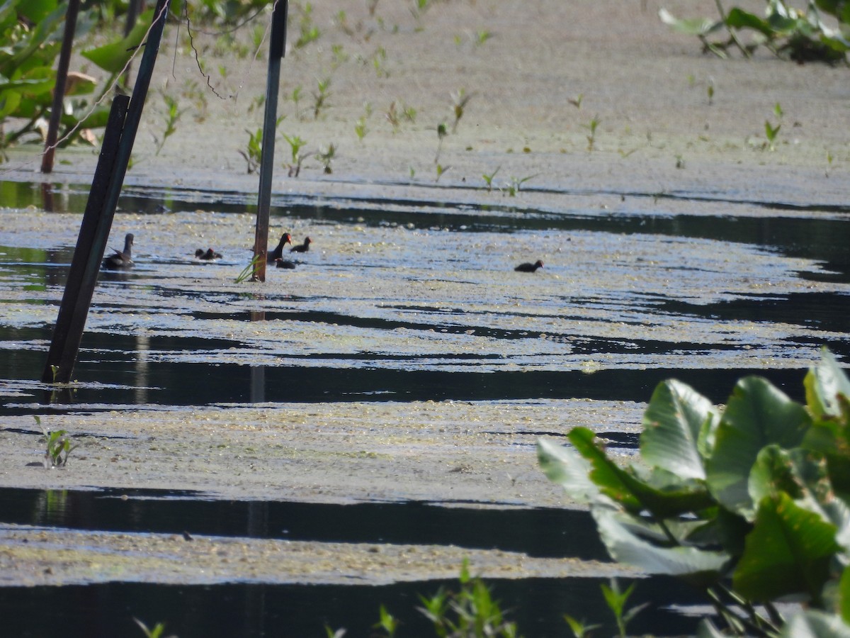 Common Gallinule - ML620516996