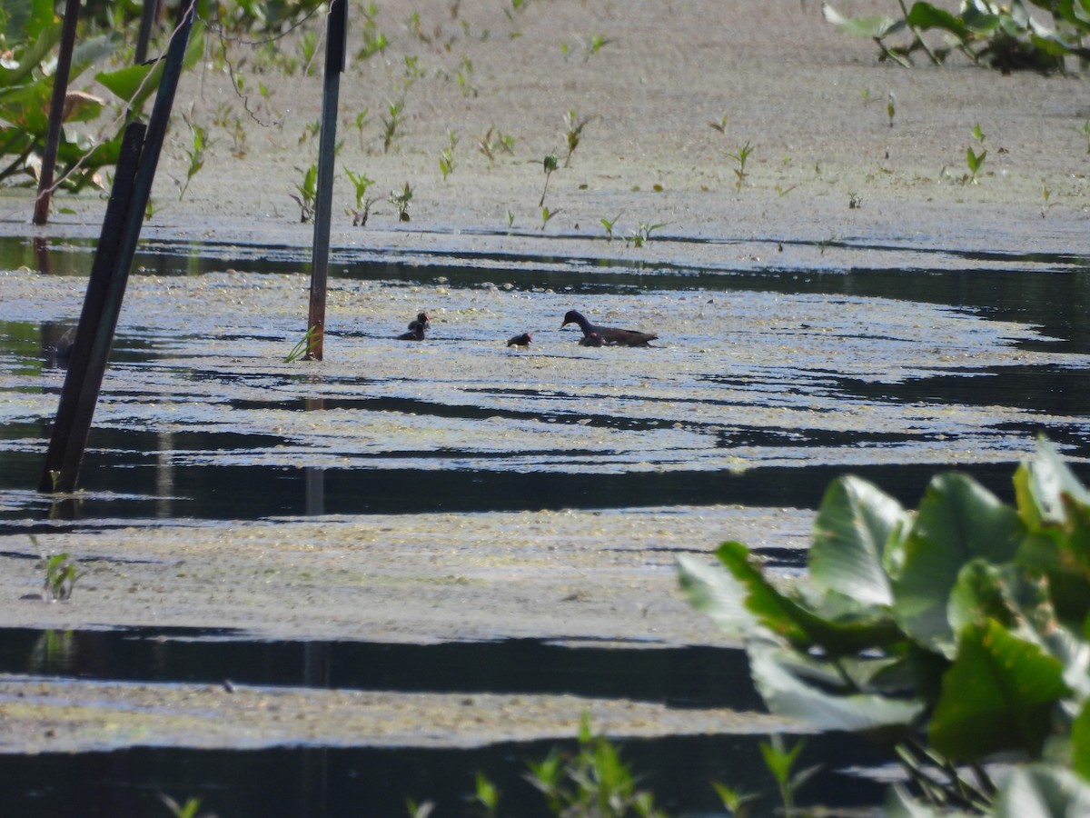 Common Gallinule - ML620516998