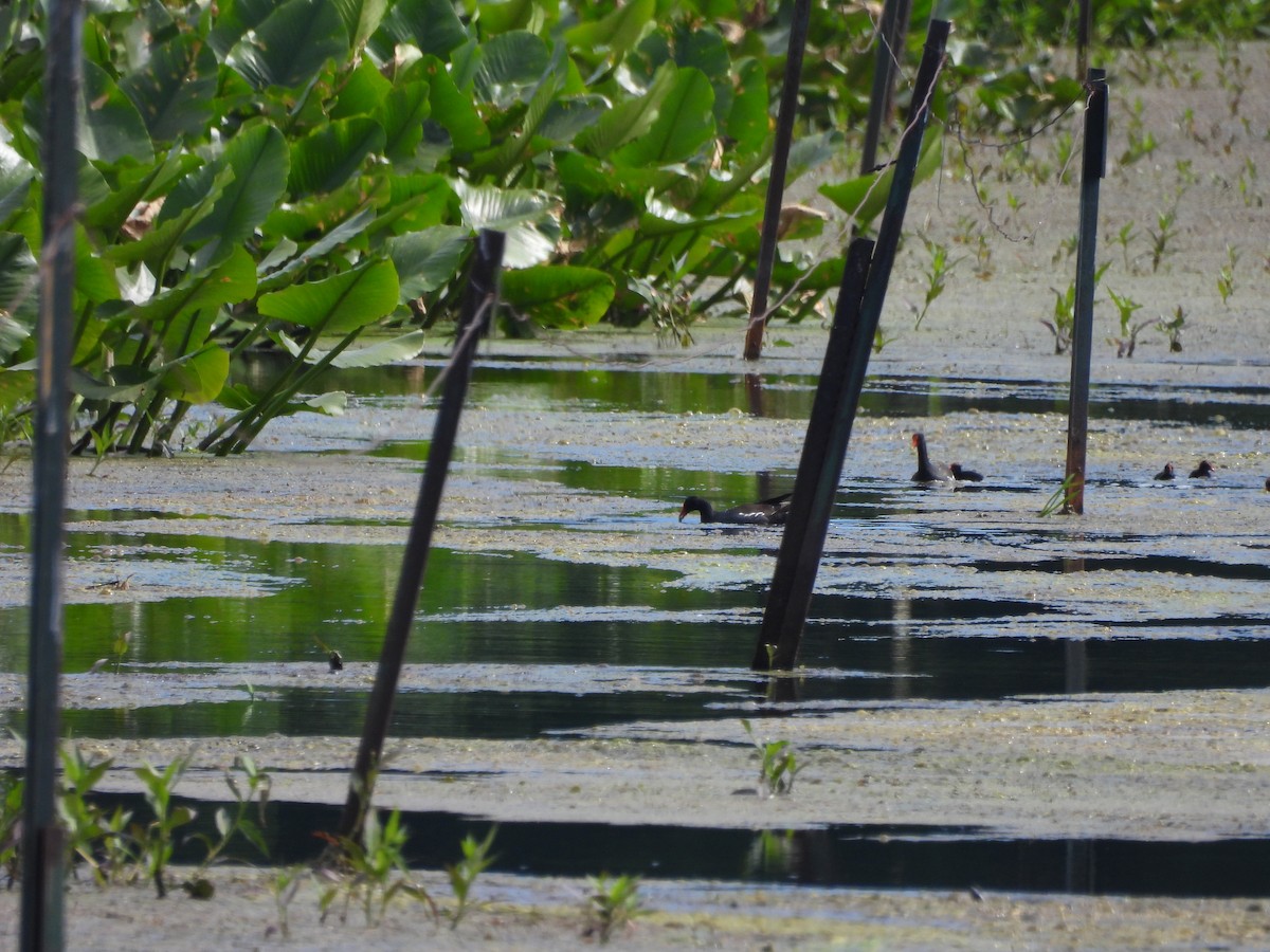 Gallinule d'Amérique - ML620516999