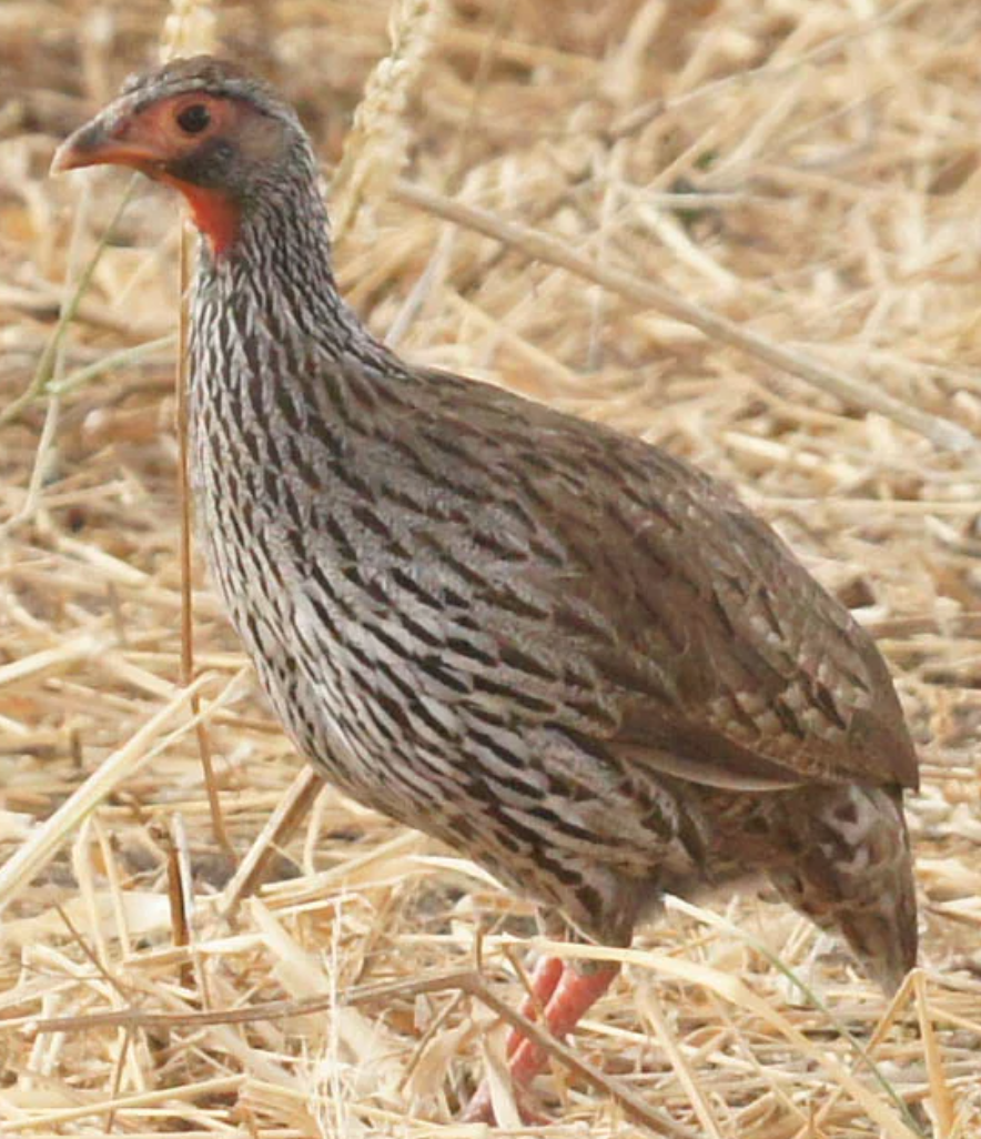 Red-necked Spurfowl - ML620517000