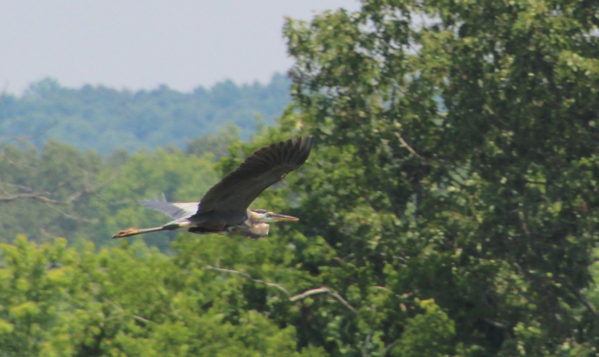 Great Blue Heron - ML620517006