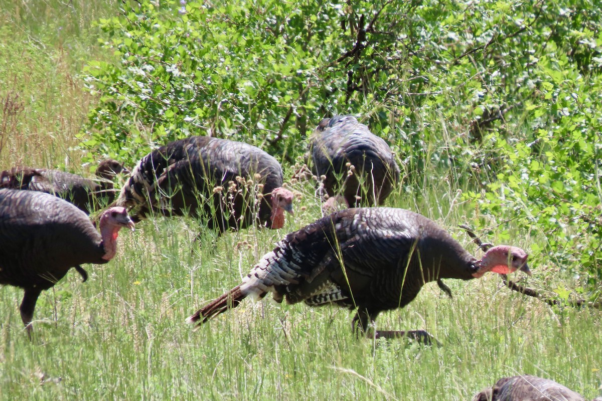 Wild Turkey - Jonathan Montgomery