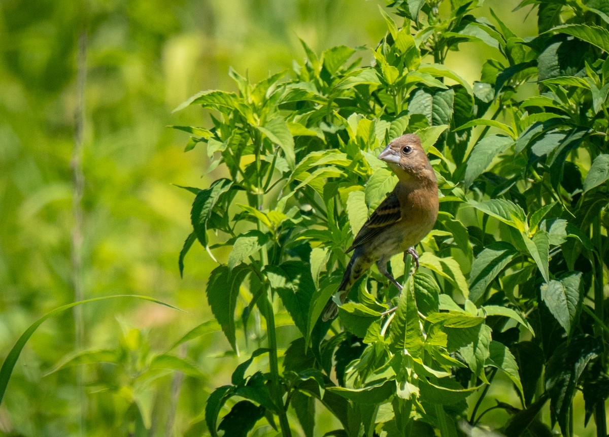 Blue Grosbeak - Michael Saylor