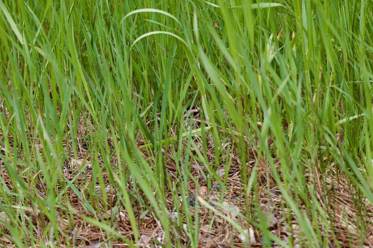 American Woodcock - ML620517035