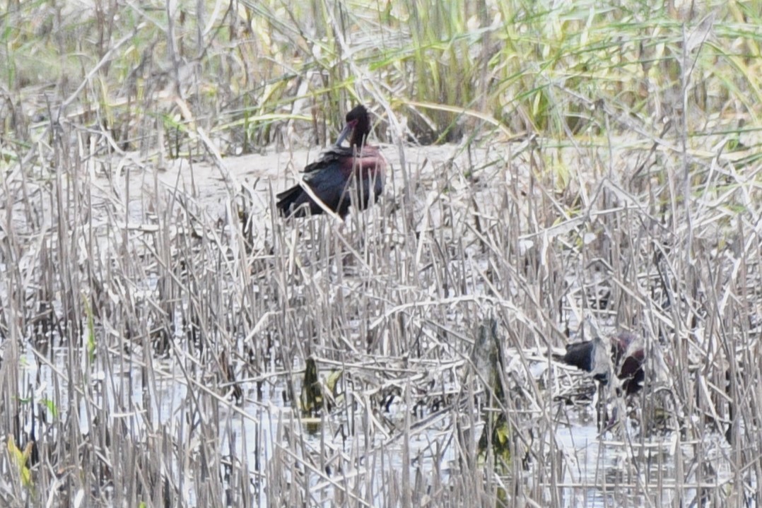 White-faced Ibis - ML620517038