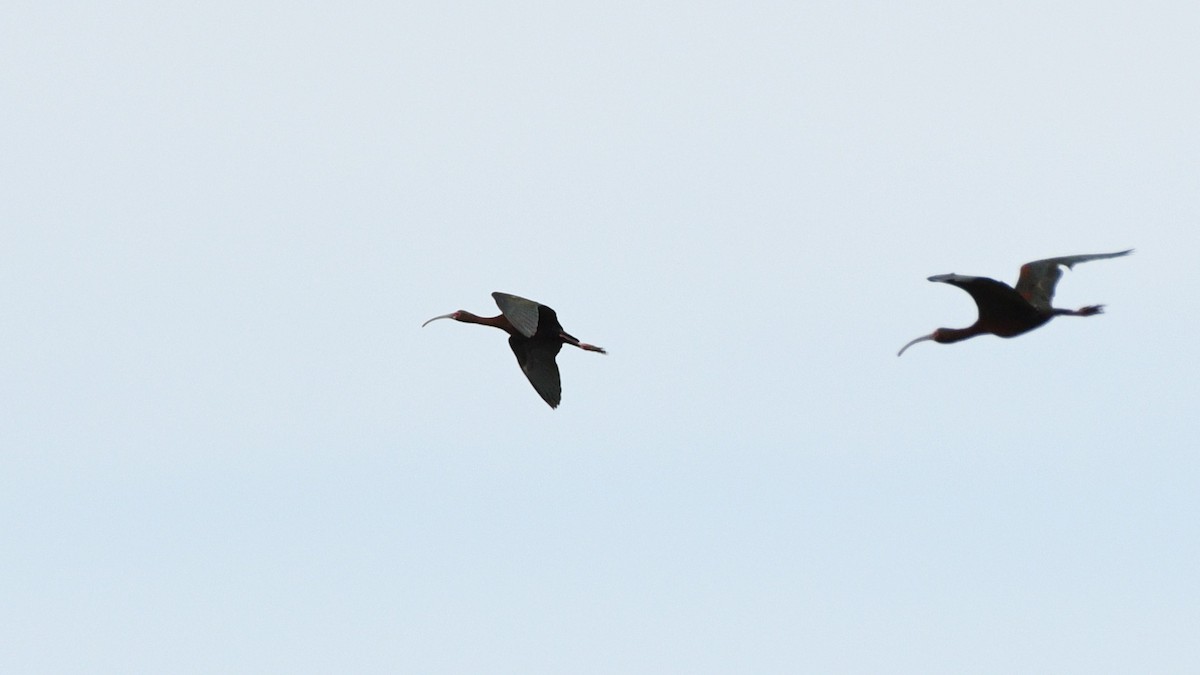 White-faced Ibis - ML620517039