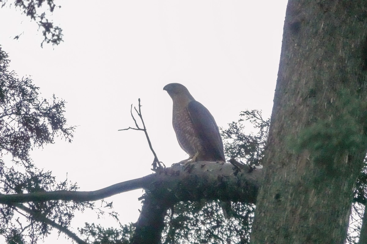 Cooper's Hawk - ML620517042