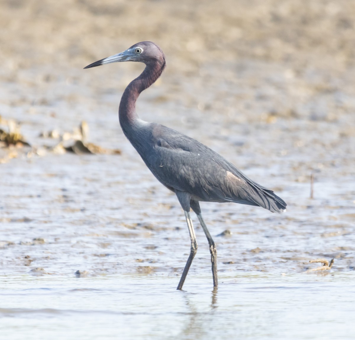 Little Blue Heron - ML620517043