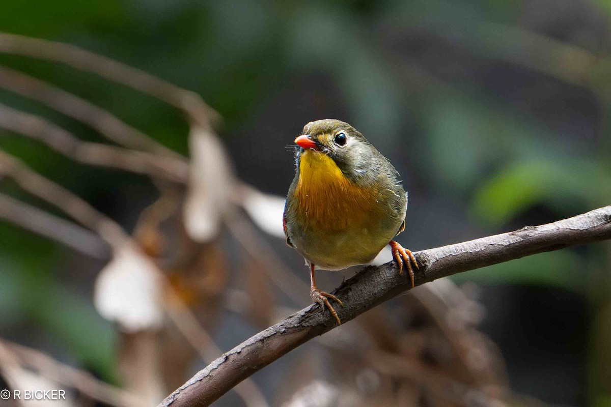 Red-billed Leiothrix - ML620517047