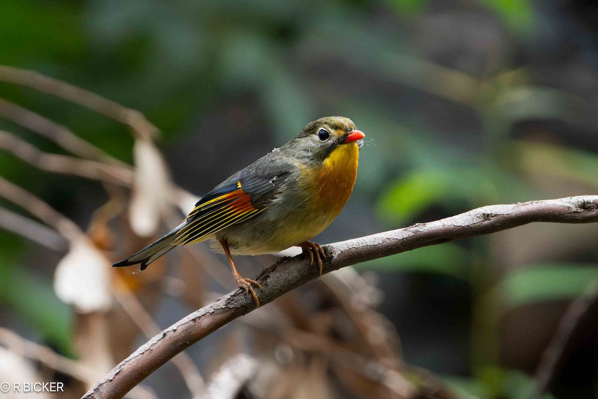 Red-billed Leiothrix - ML620517048