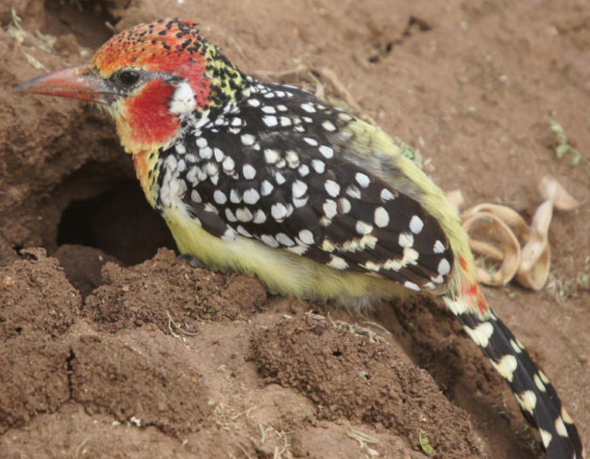 Red-and-yellow Barbet - ML620517049