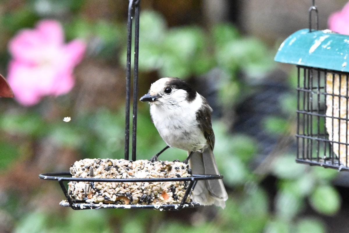 Canada Jay (Pacific) - ML620517051