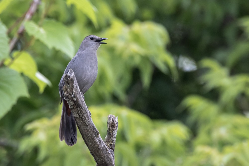 Gray Catbird - ML620517053