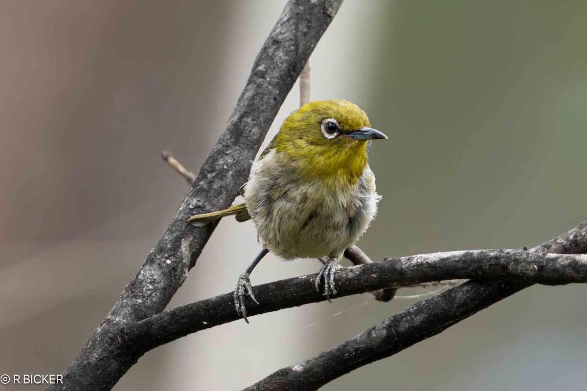 Warbling White-eye - ML620517054