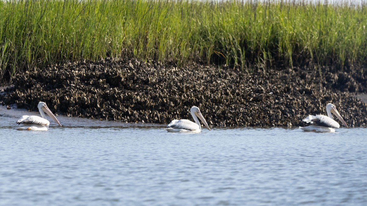 American White Pelican - ML620517055