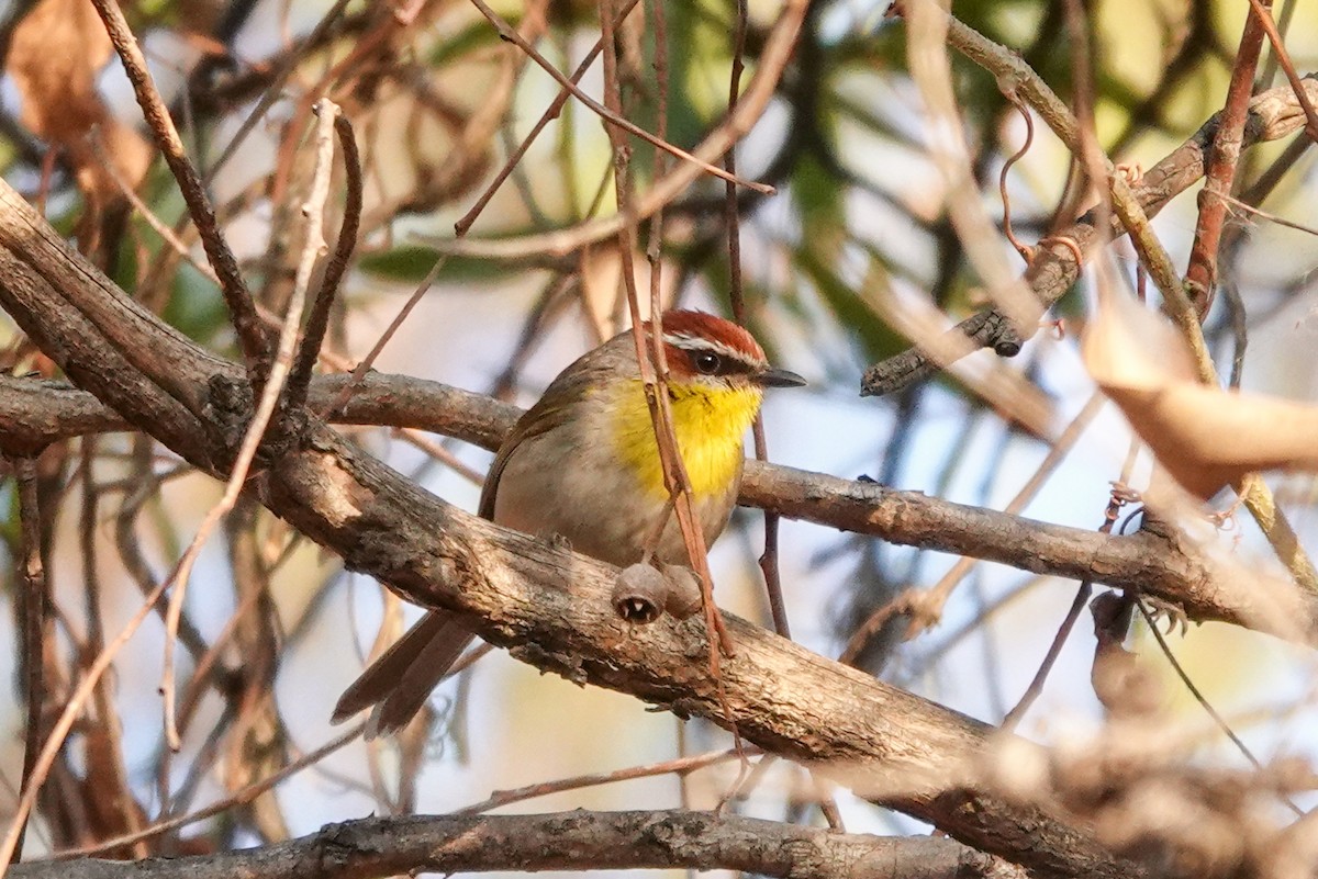 Rufous-capped Warbler - ML620517060