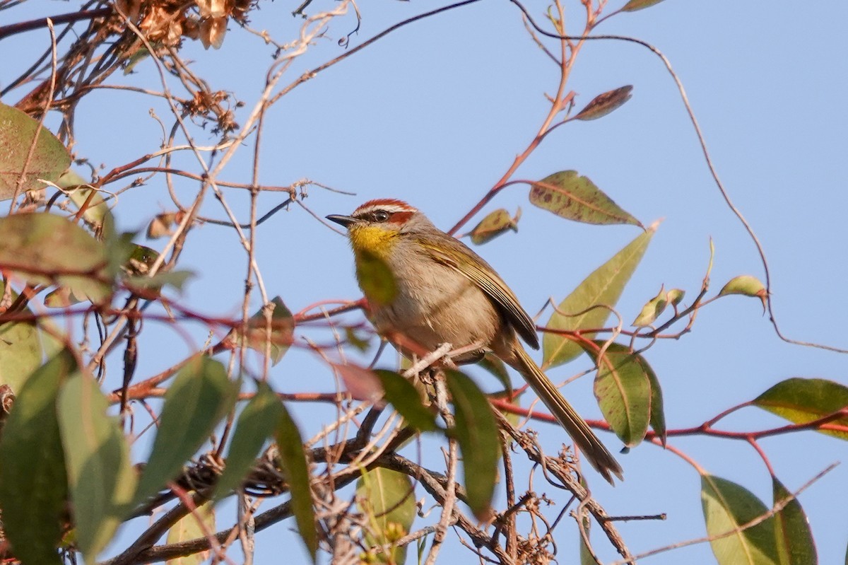 Rufous-capped Warbler - ML620517061