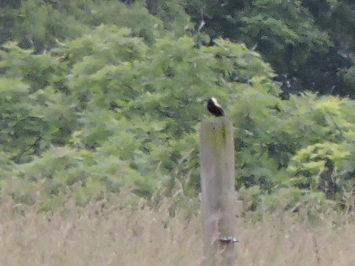 Bobolink - ML620517063