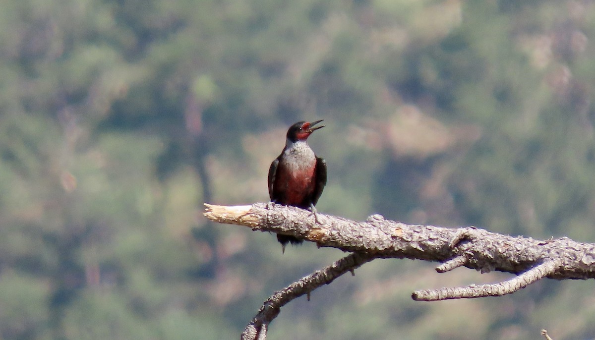 Lewis's Woodpecker - ML620517066