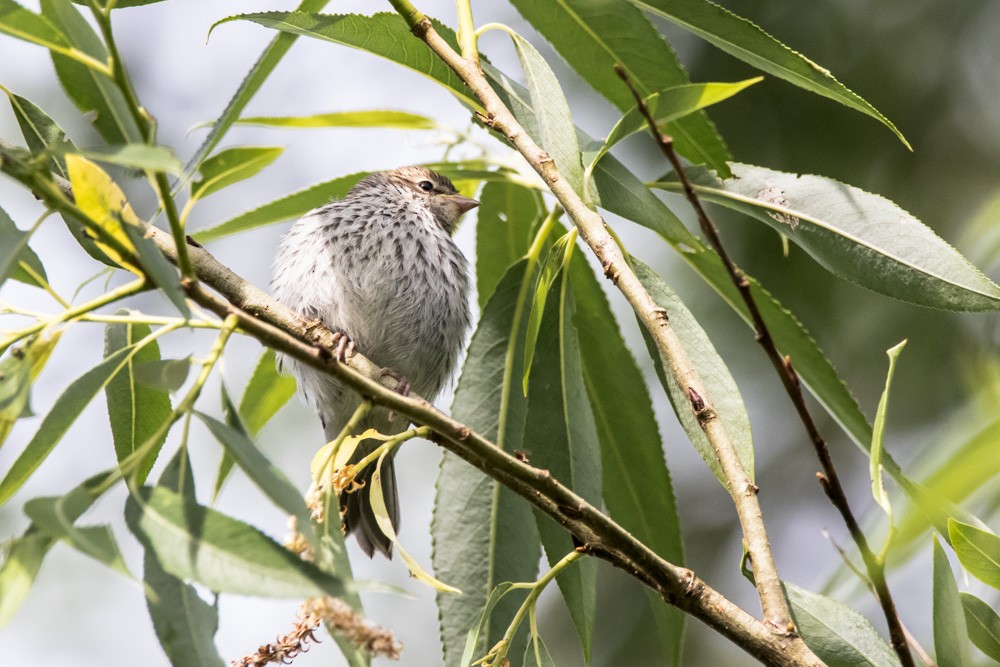 Chipping Sparrow - ML620517072