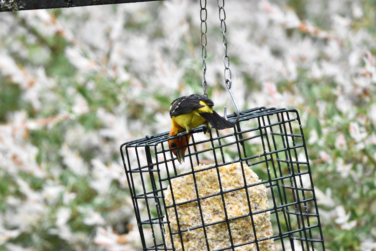 Western Tanager - ML620517073