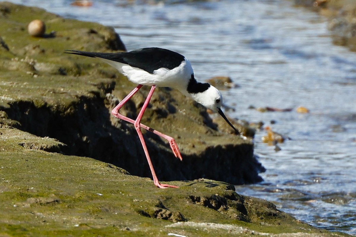 Pied Stilt - ML620517076